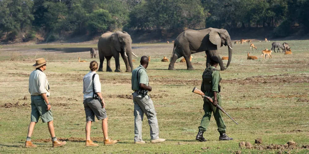 themobilewalkingsafarirobinpopesafarisx
